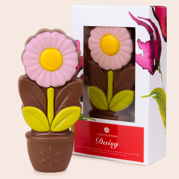schokoblume
