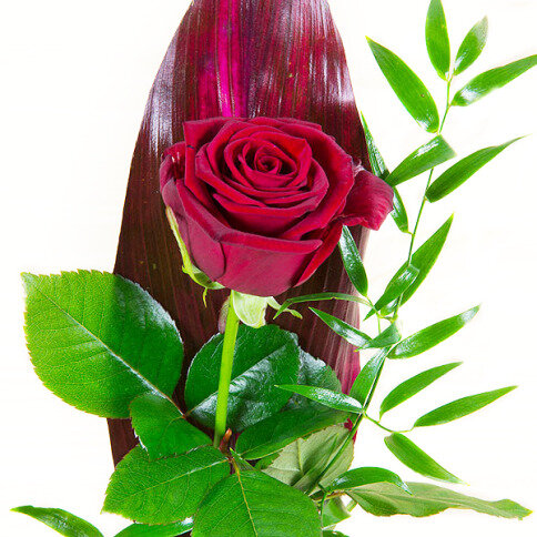 Rote Rose