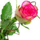 Rosengesteck weiß-rosa