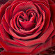 Rose & ChocoHeart