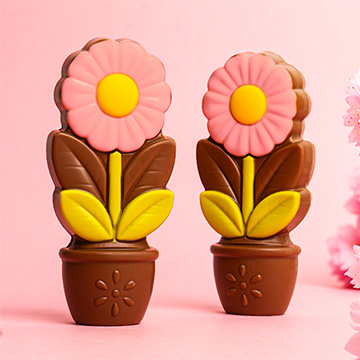 Rosa Gänseblümchen aus belgischer Schokolade