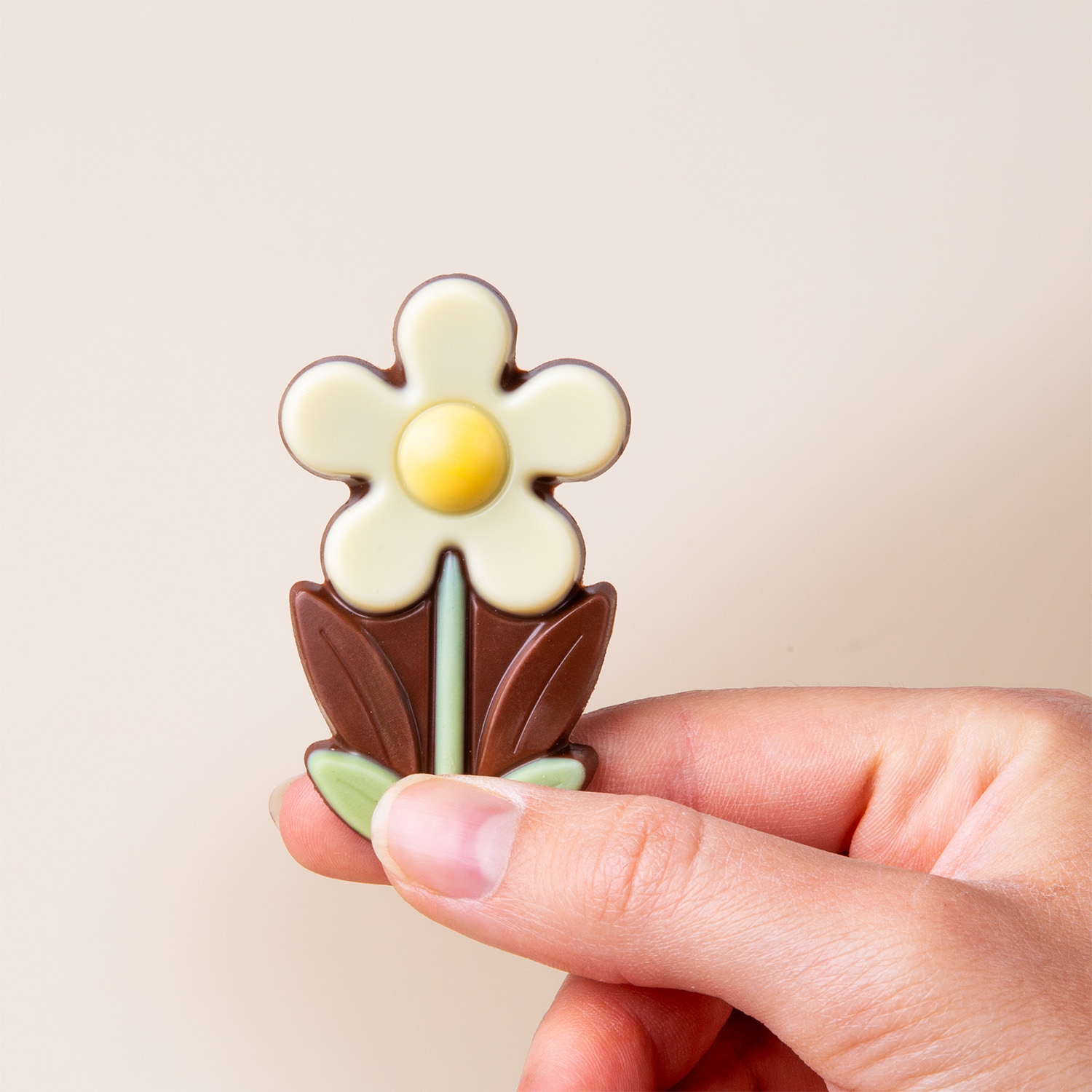 Weißes Gänseblümchen mit belgischer Schokolade