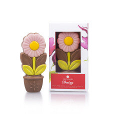 ChocoDaisy - Pink - Blume aus Schokolade