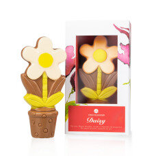 ChocoDaisy - Wei&szlig; - Blume aus Schokolade